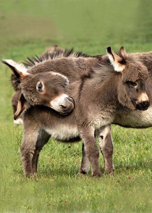 Miniature Donkey